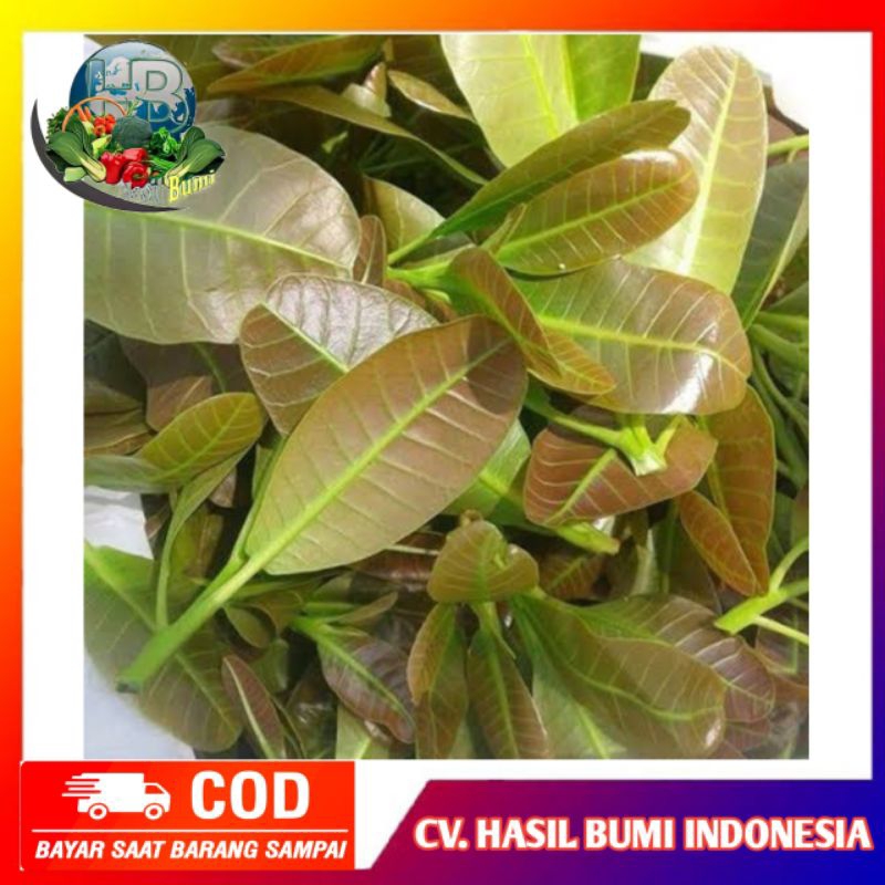 

Daun jambu mede muda/jambu monyet 100gram