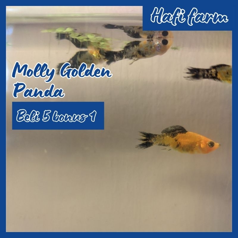 Hafi Farm Molly Golden Panda Hiasan Akuarium Aquascape molly balon