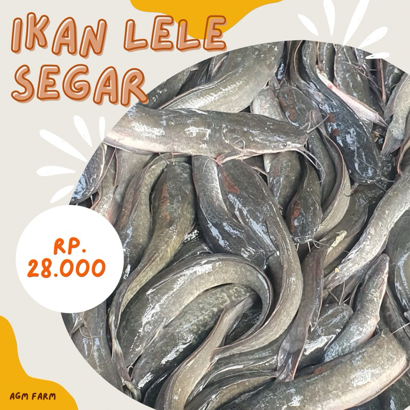 

Ikan Lele Segat / Ikan Lele Hidup - 1 Kg