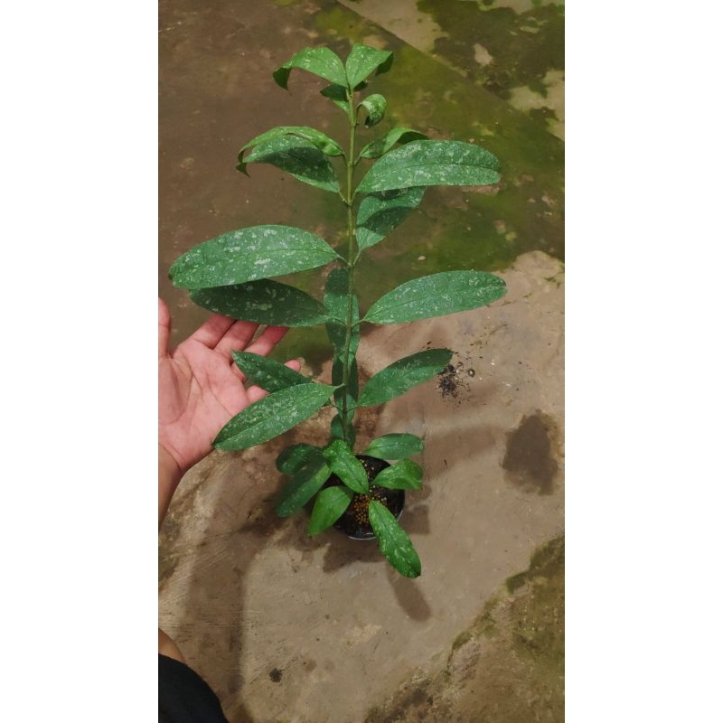 Hoya Multiflora Splash