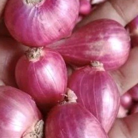 

BAWANG BREBES SUPER/BUMBU DAPUR/PENYEDAP RASA/COD