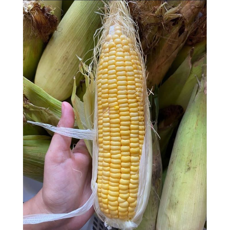 

Jagung manis 1kg