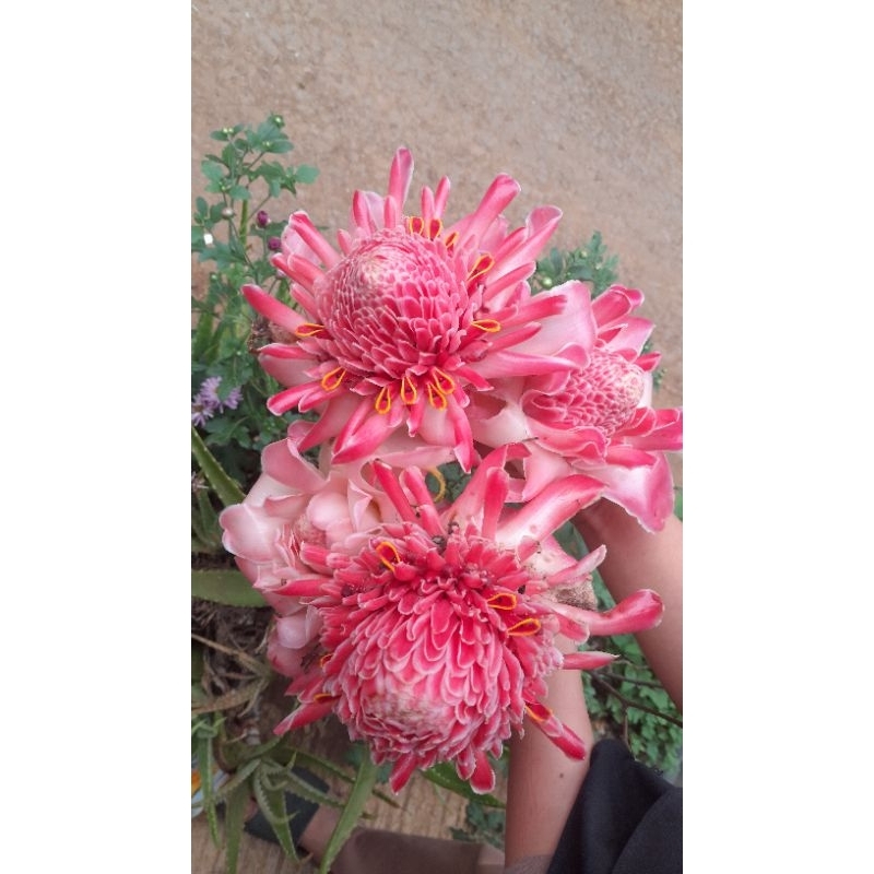 

jual bunga kecombrang