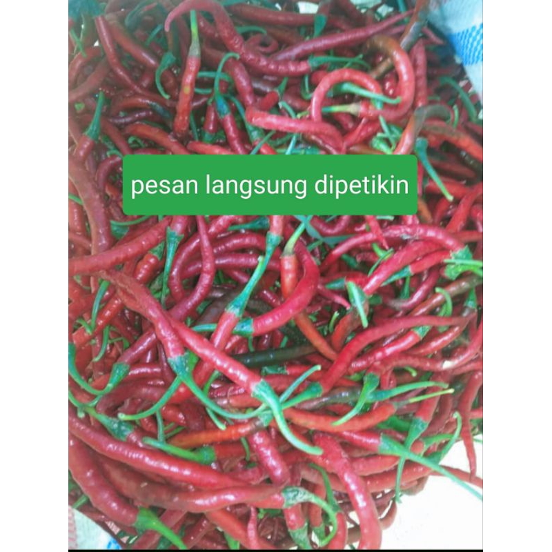 

cabai keriting merah murah 1KG pesan langsung dipetikin dari petani langsung