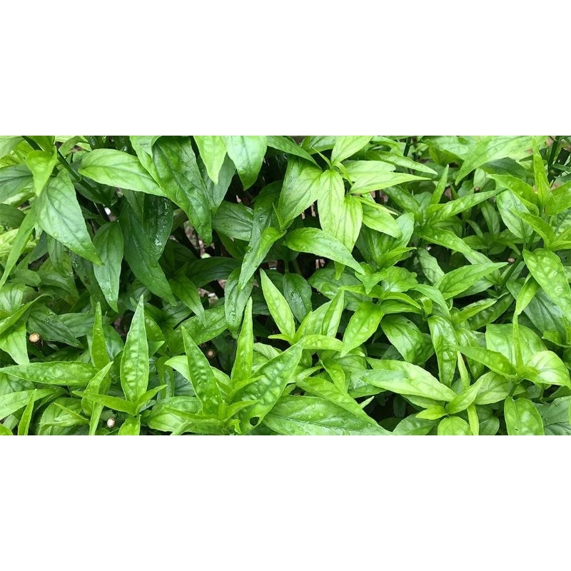 

daun kalingsir/ belalai gajah/ kalingsir 100g