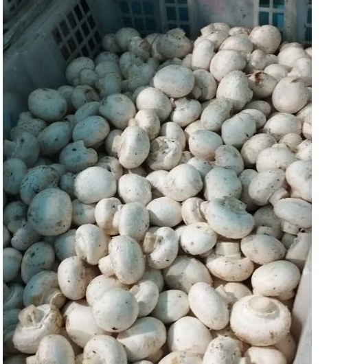 

JAMURCHAMPINON/FRESH 1KG