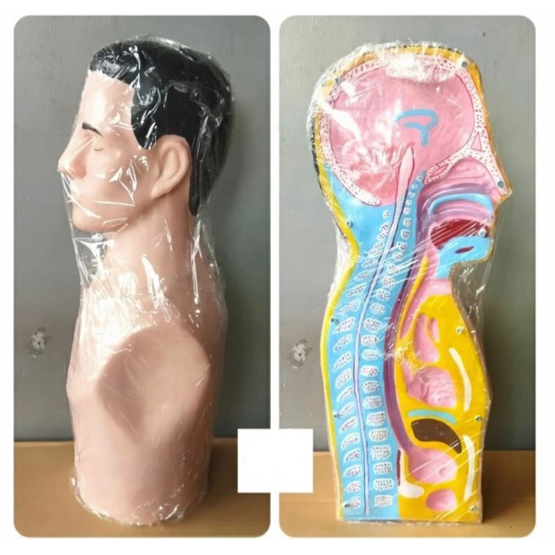 Phantom Manikin Ngt Setengah Badan/Manikin Setengah Badan