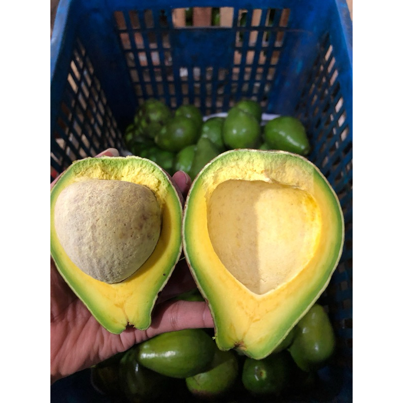 

ALPUKET MENTEGA 1KG ISI 3-5 KUALITAS BAGUS
