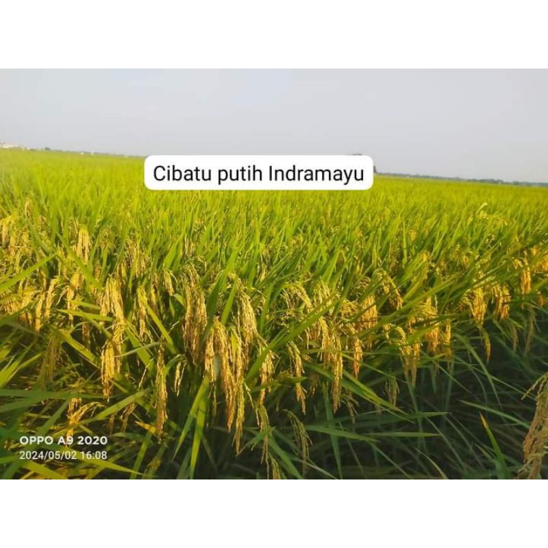 BENIH PADI CIBATU PUTIH (KEMASAN 5kg)
