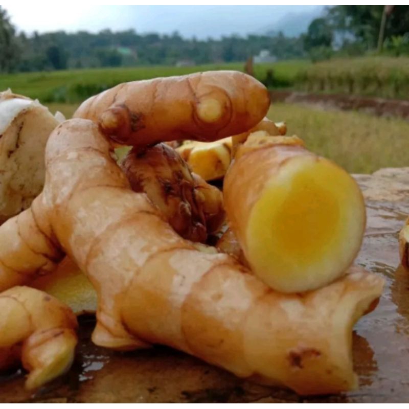 

kunyit mangga segar 1kg ( temu mangga/curcuma zedoaria)