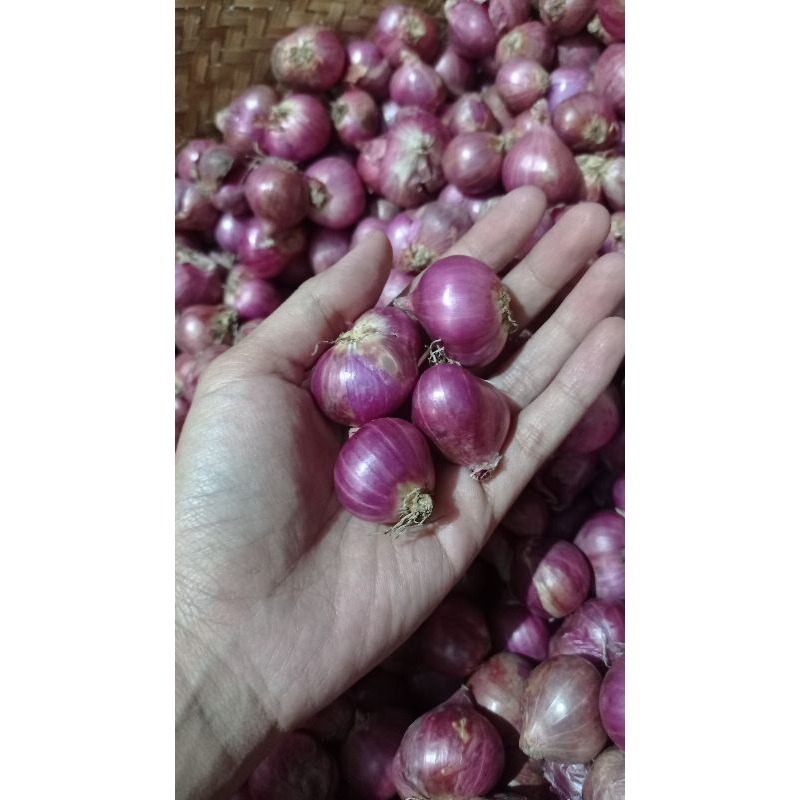 

Bawang Merah Tanggung Besar