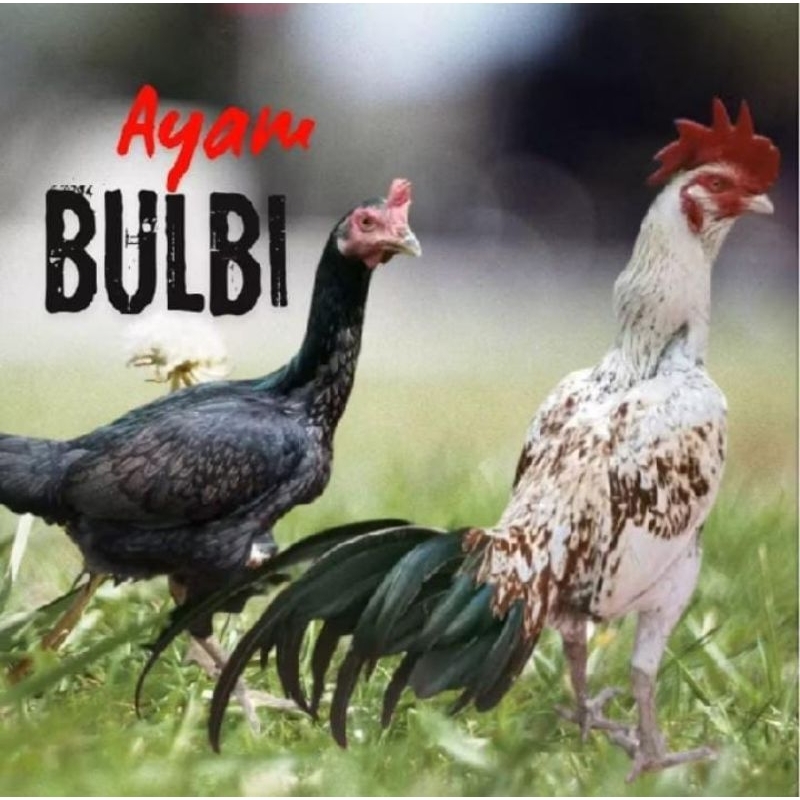 

telur ayam bulbi ORI petarung untuk di tetaskan