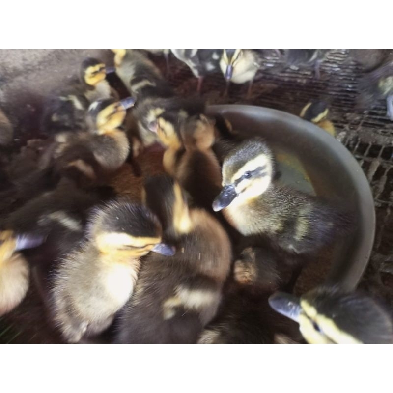 Bebek Alabio - Bebek Pedaging - Bebek Kalimantan