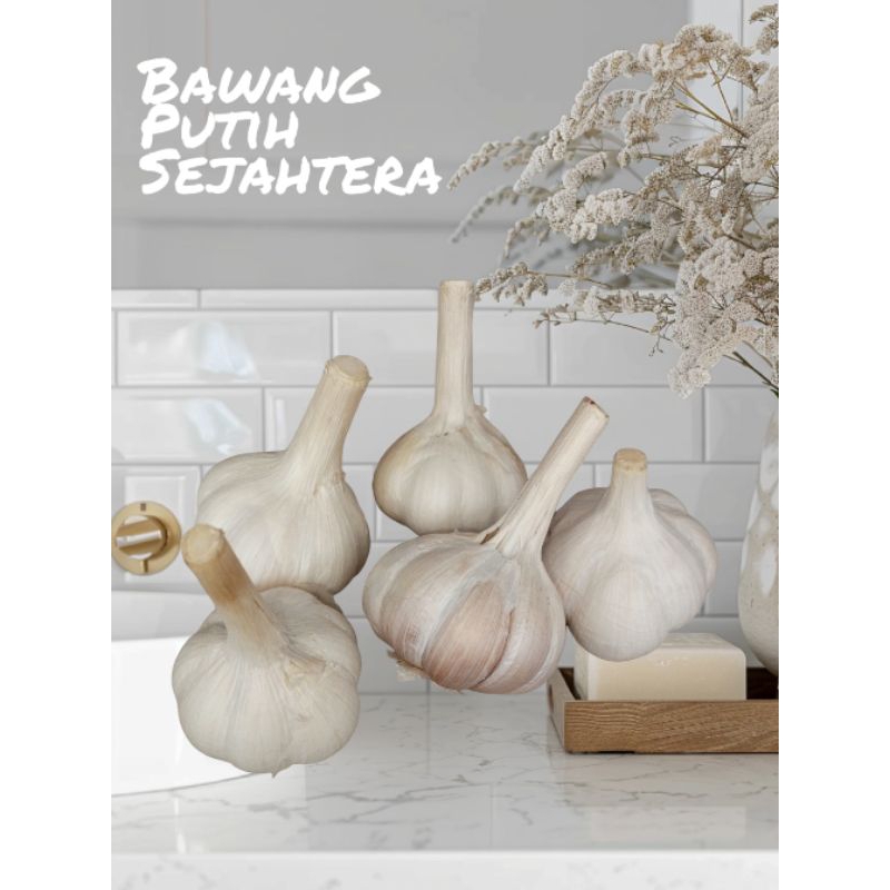 

Bawang Putih Kating Premium 1 Kg
