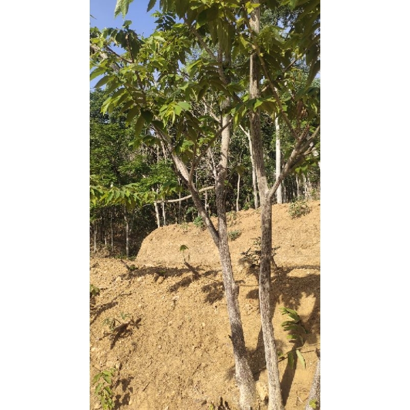 

dongkelan buah kersen buah talok untuk taman tinggi -+150cm