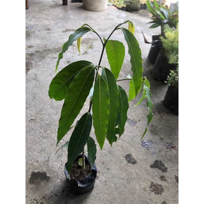 pohon glodokan tiang