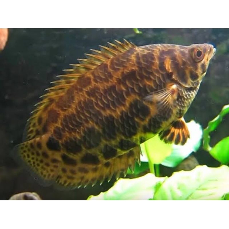 IKAN DAUN CTENOPOMA/IKAN HIAS AQUASCAPE /IKAN HIAS AIR TAWAR