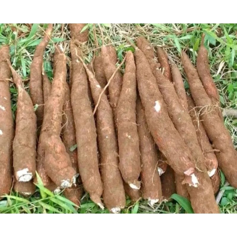 

jual singkong mentah pule fresh 1 kilo