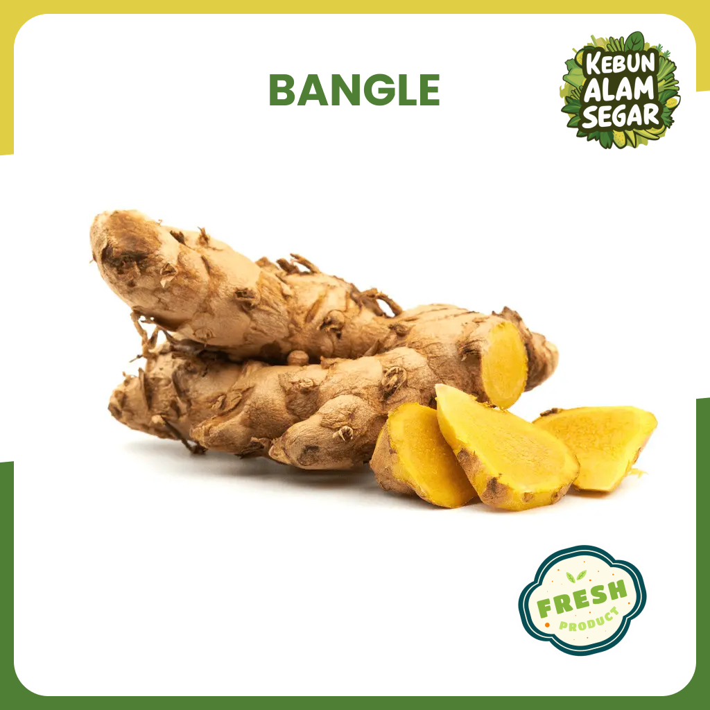 

BANGLE SEGAR DLINGO 100 gram Langsung Petik
