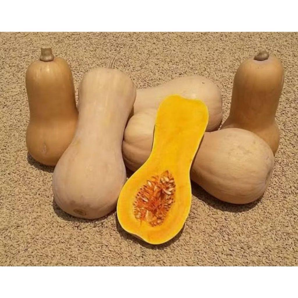

Butternut Squash (Labu Madu) 1Kg varietas Jacquelin