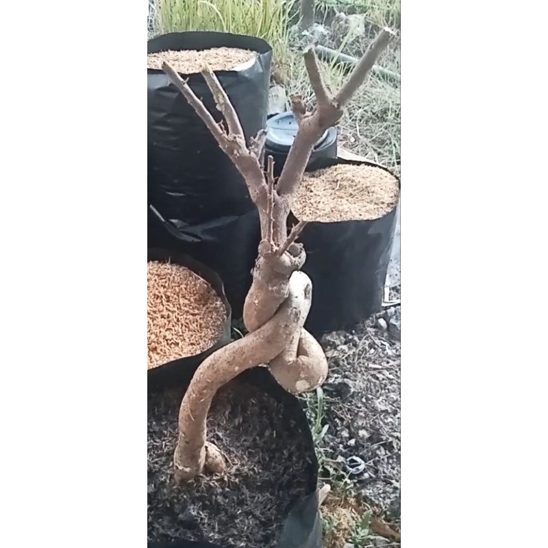 Batang besar bougenville Dongkelan bougenville Bougenville Singapore