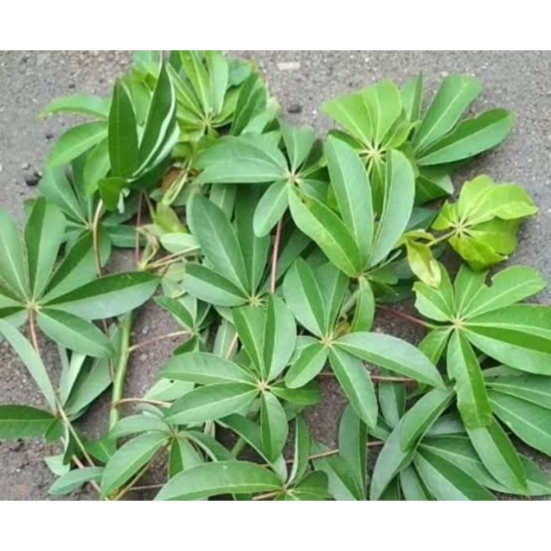 

Daun randu segar petik langsung 1 kg