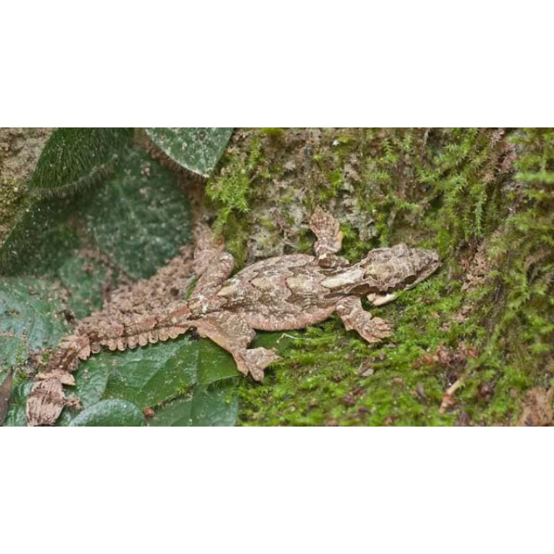 Cecek Tokek Terbang 1 Pasang Asli Mainan Anak Lucu Termurah