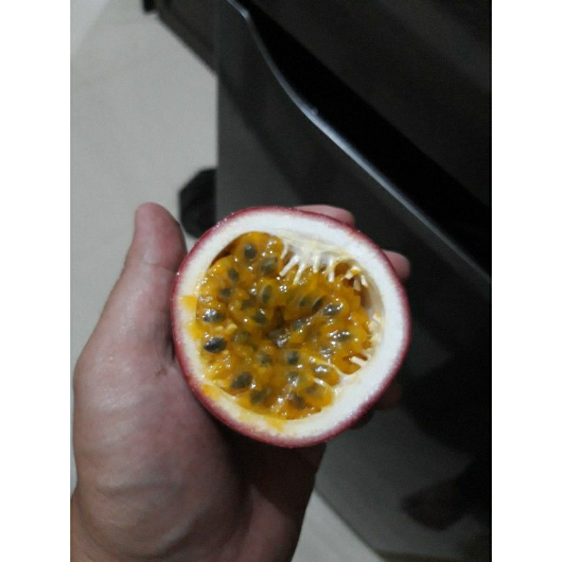 

Buah Markisa Ungu Matang di Pohon 1kg