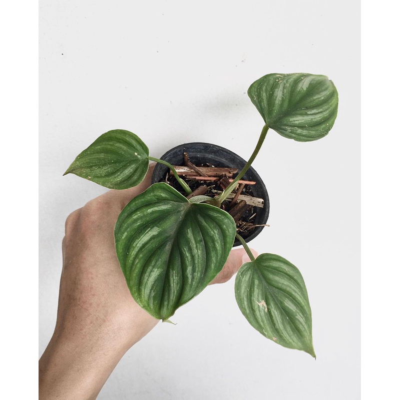 philodendron plowmanii