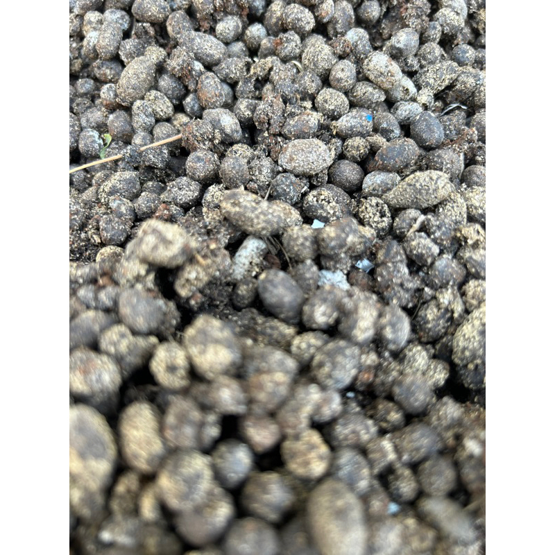 Pupuk Kohe Kambing Murni