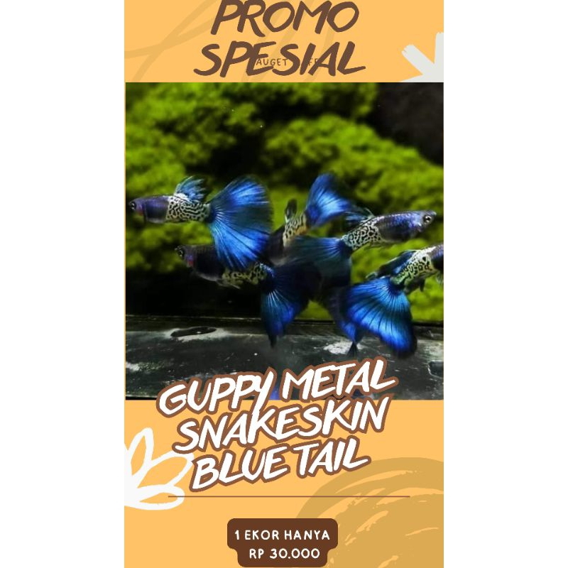 

BOX KARDUS || KARDUS ISI S£P4S4NG METAL SNAKESKIN BLUE TAIL