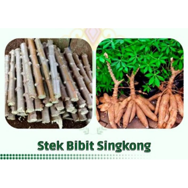 bibit 10 stek ketela /pohong mentega/ketan