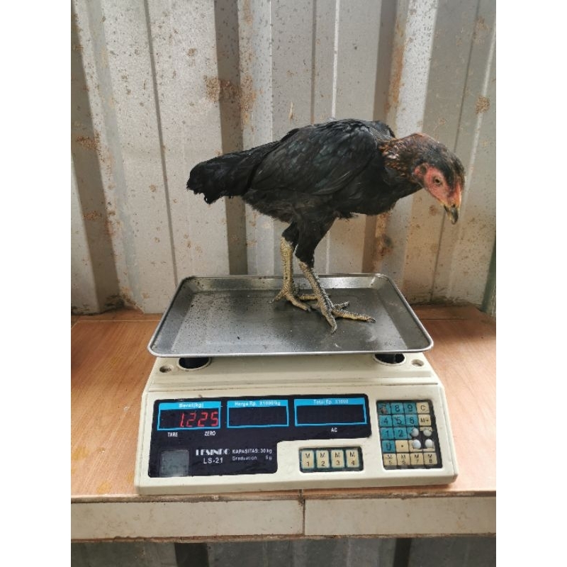 

Ayam Kampung Hidup Siap Potong (KHUSUS JABODETABEK)