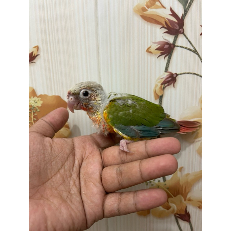 Pineapple conure Red factor/not sun conure/yellow side conure