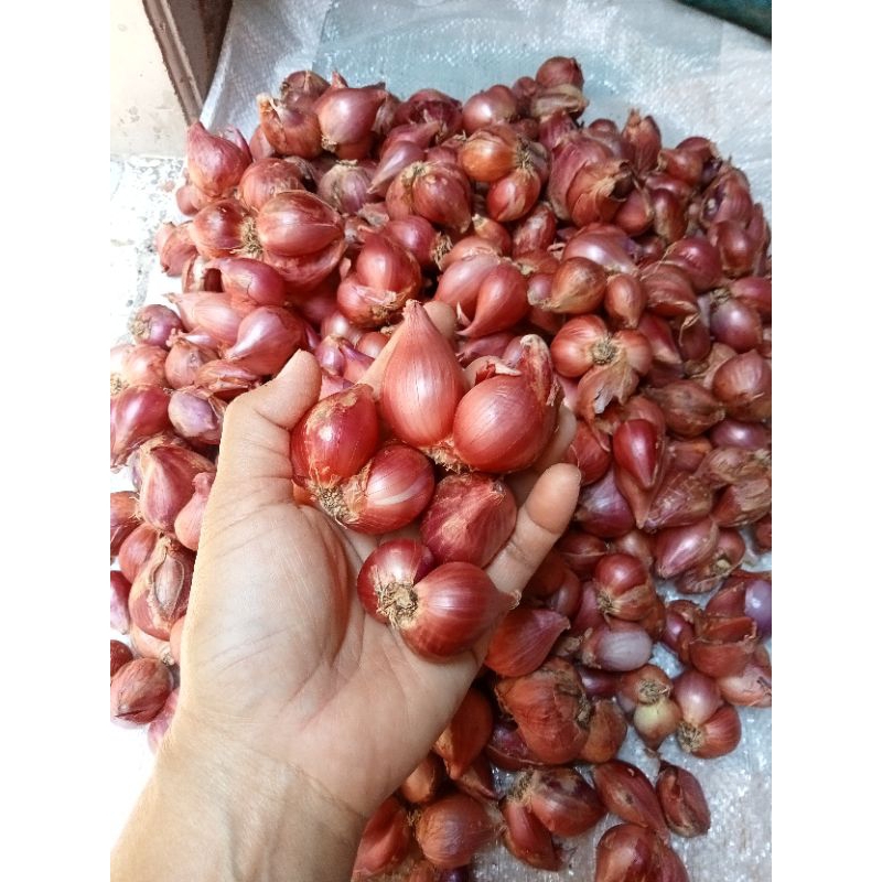 

BAWANG MERAH 1kg