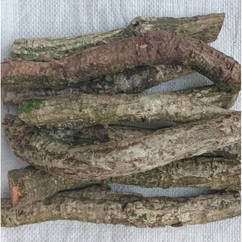 

Akar alpukat segar akar pohon alpukat segar 500 gram