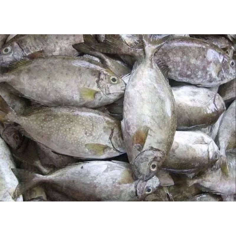 

ikan baronang 500 gr