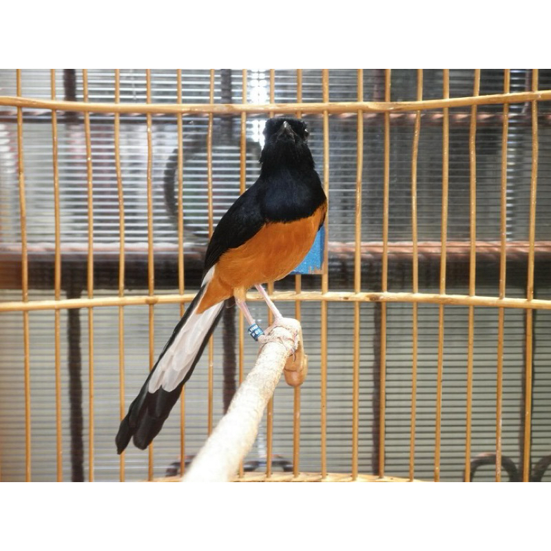 MURAY BATU PASTOLAN ekor panjang (Muray batu medan)