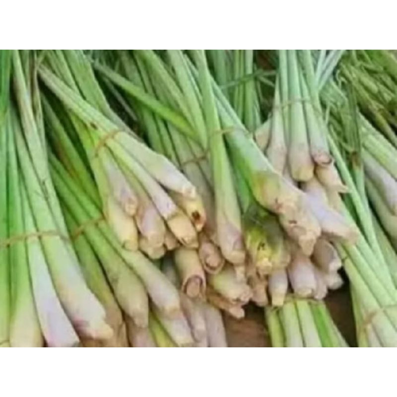 

Sereh (Serai) Fresh 500 gram