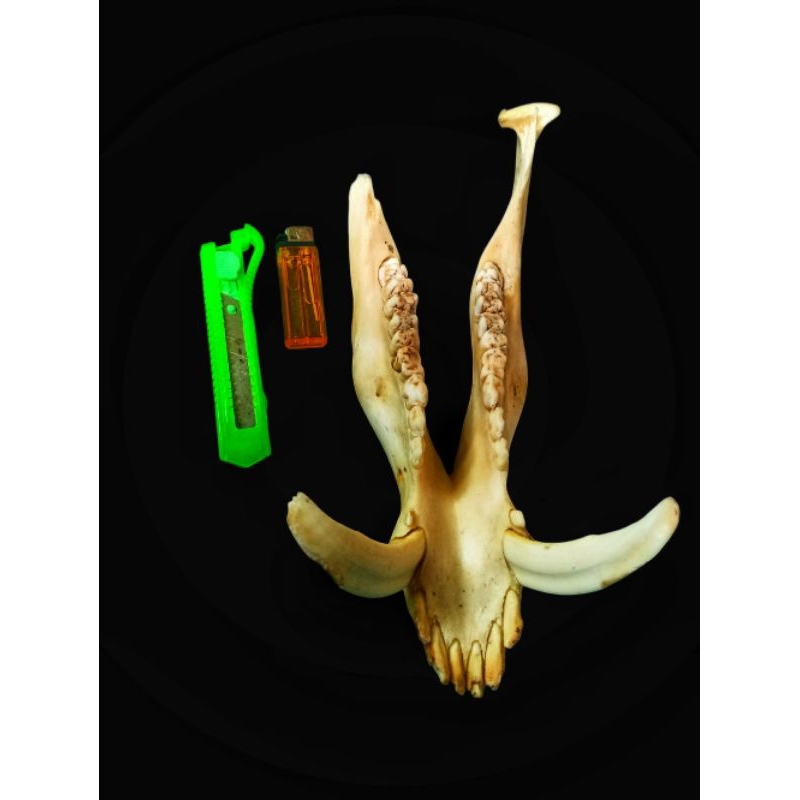 Rahang Taring Babi Hutan