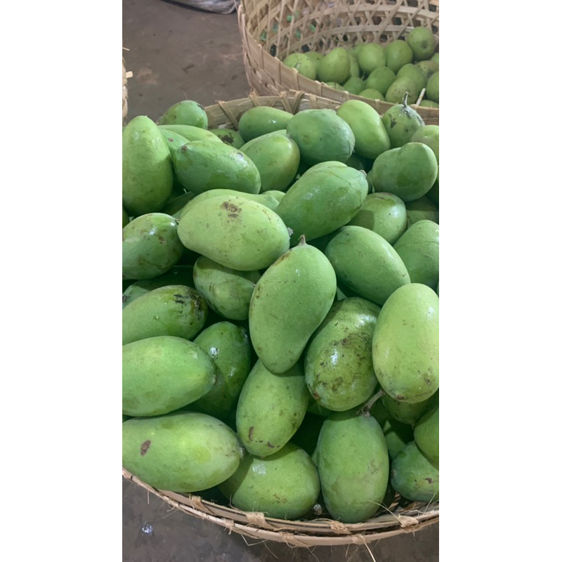 

Mangga muda mentah 1kg untuk lotis dan rujakan Free bumbu bangkok (bumbu kering rasa manis pedas)