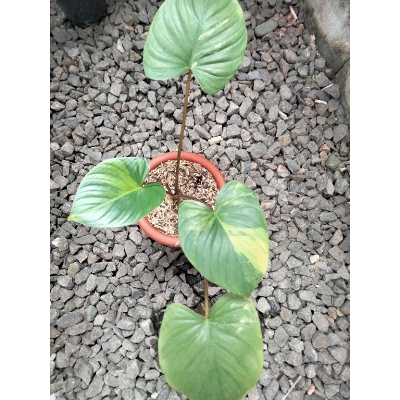 homalomena rubescens