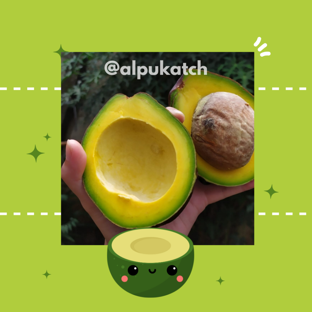 

Alpukat Mentega asli Lampung (1kg)