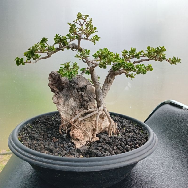 Bonsai sancang variegata on the rock