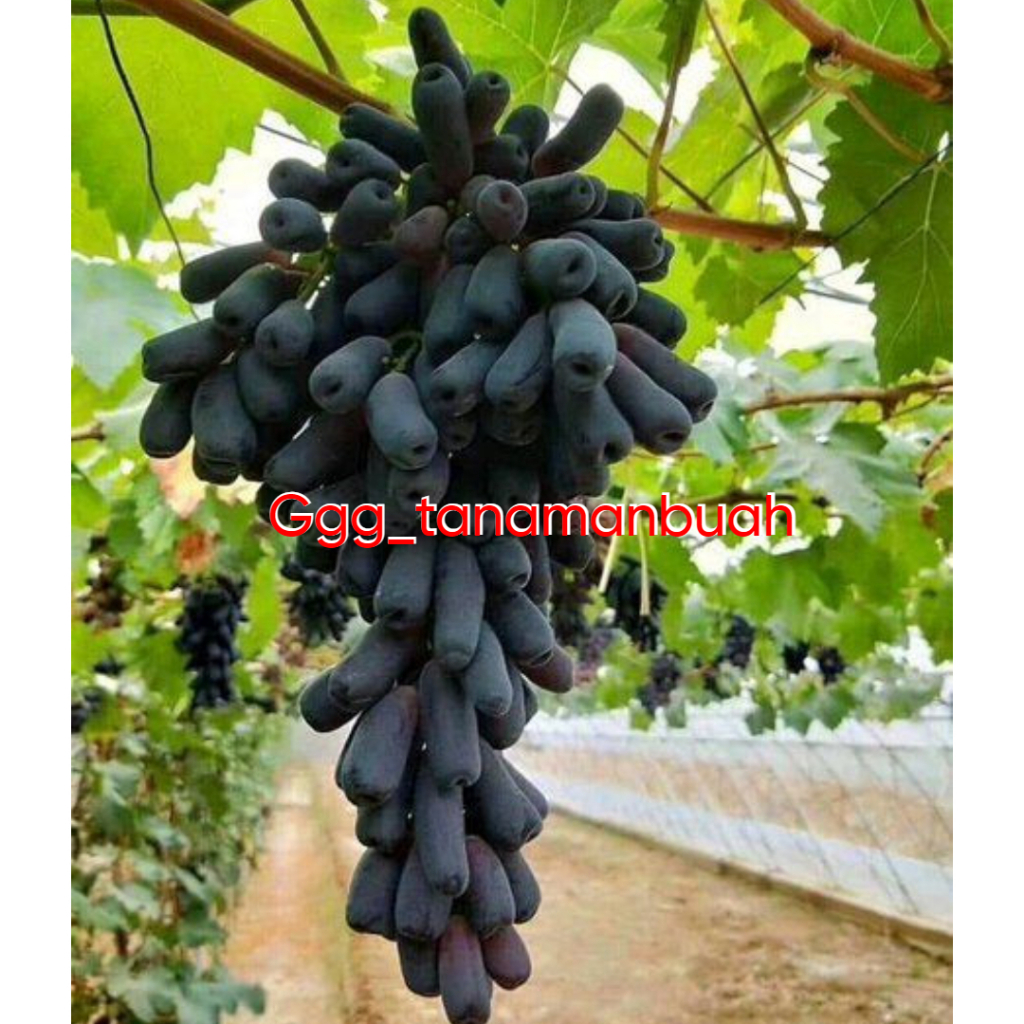 Bibit Anggur Moondrop Sudah Berbunga Rimbun Super