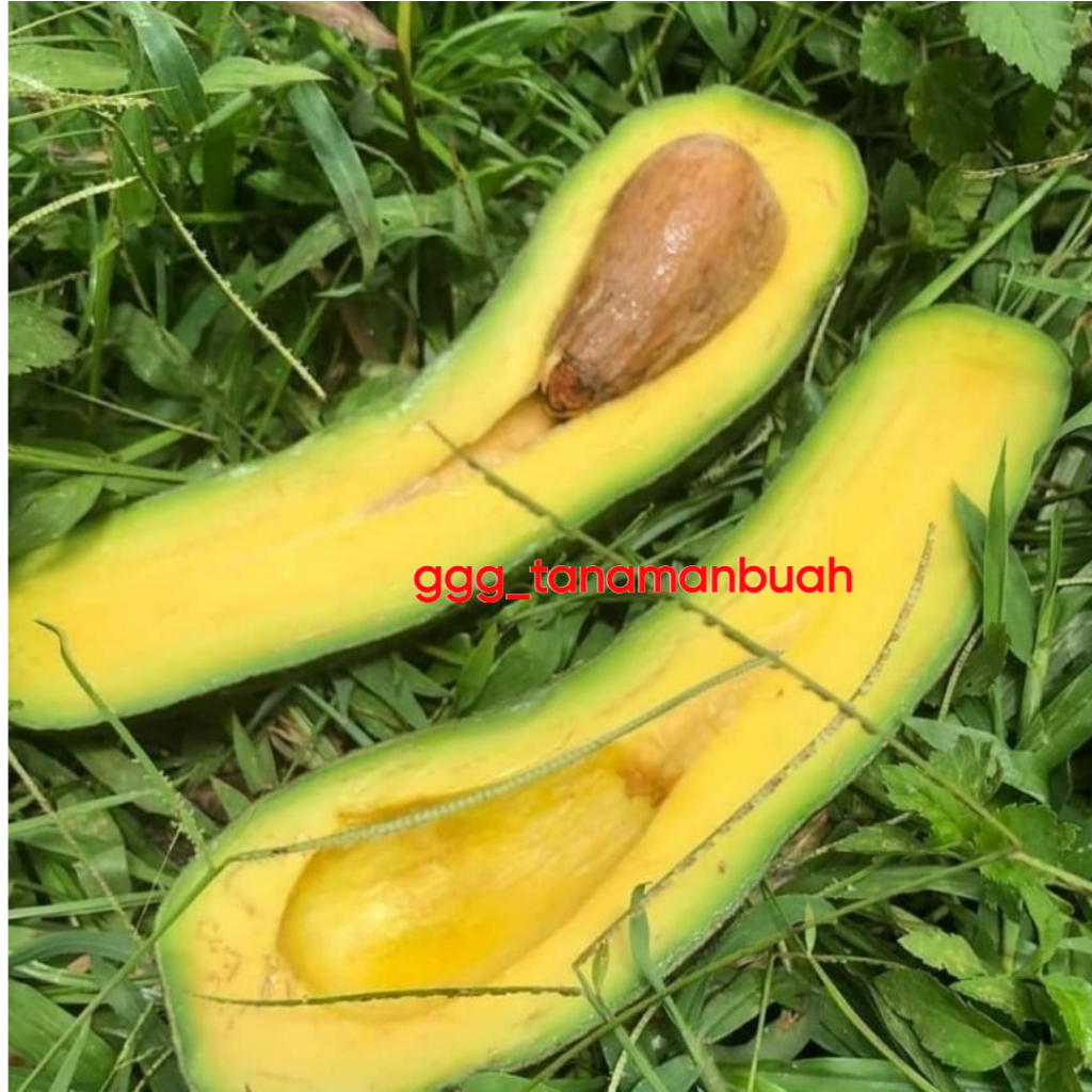 Bibit Alpukat Kelud Sudah Berbunga Spesial