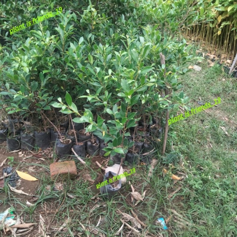 BIBIT KIMENG TANAMAN BERINGIN KIMENG