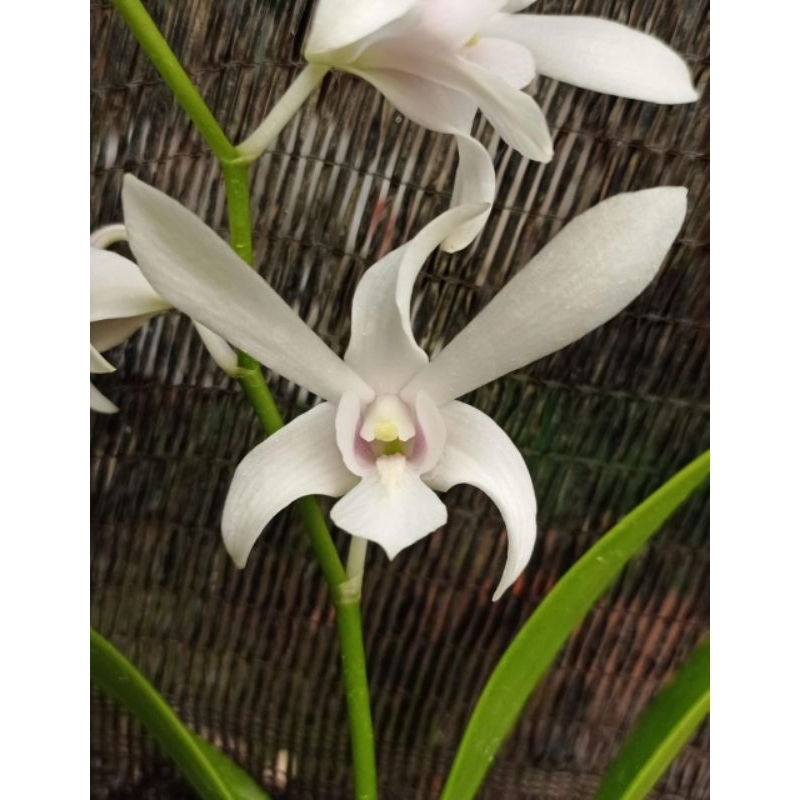 Anggrek Dendrobium Capung Batu