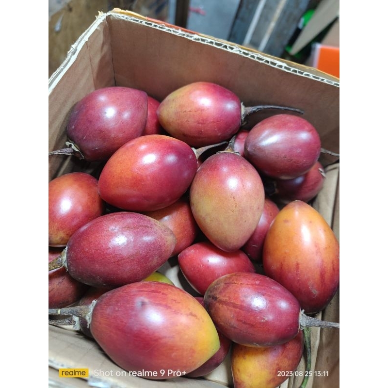 

Buah Terong Belanda Segar 500gr sd 1000gr