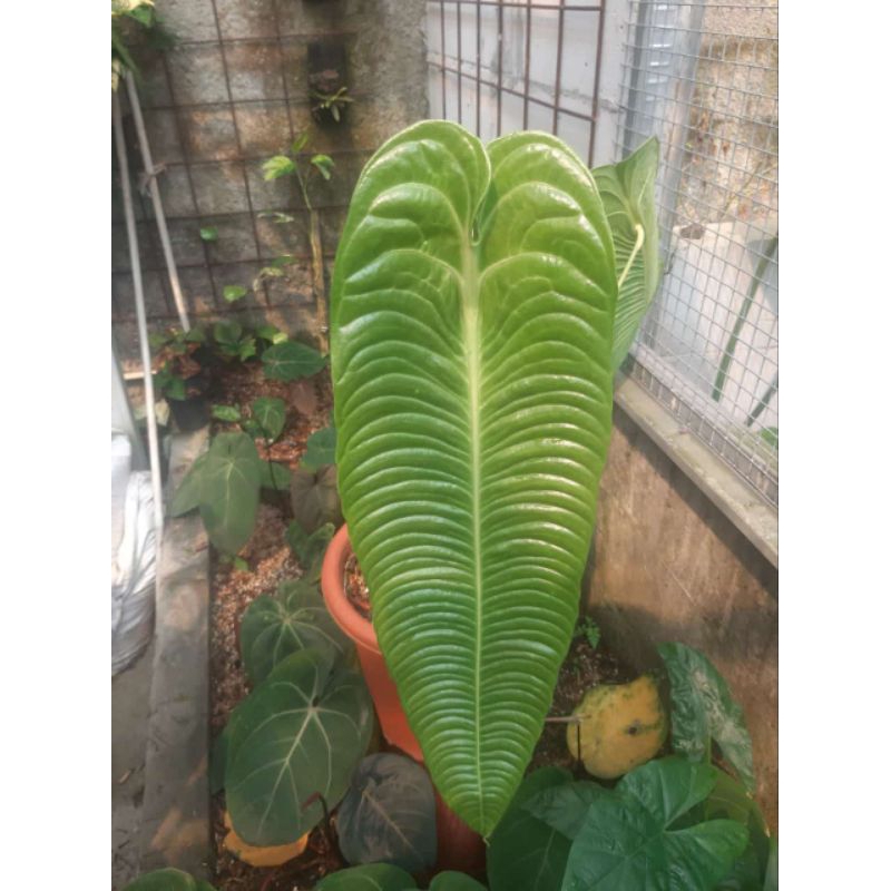 Anthurium Veitchii Narrow